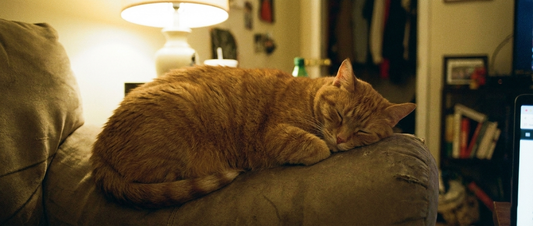 Mon chat grossit à vue d'œil : Les dangers invisibles de la sédentarité (et comment le faire bouger)